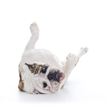 İngilizce Bulldog
