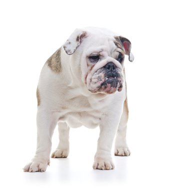 İngilizce Bulldog
