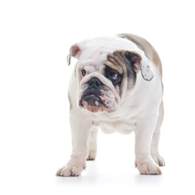 İngilizce Bulldog