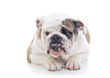 İngilizce Bulldog