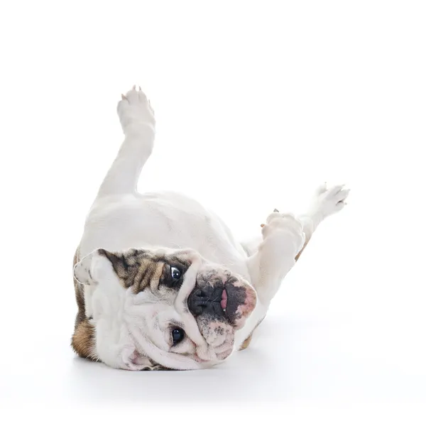 Bulldog inglese — Foto Stock