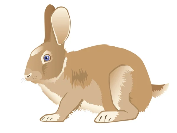 kahverengi güzel tavşan