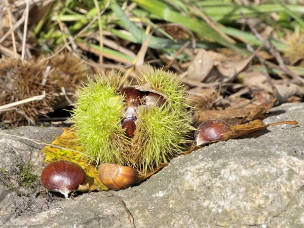 Edelkastanie auf dem Boden — Stockfoto