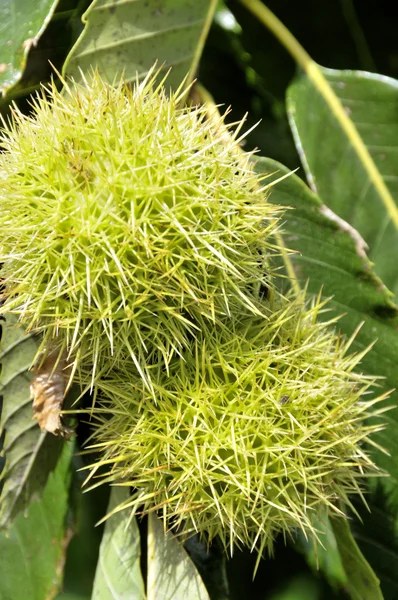 Castaño dulce en el árbol —  Fotos de Stock