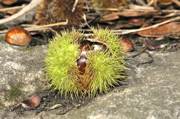 Sweet chestnut på marken — Stockfoto