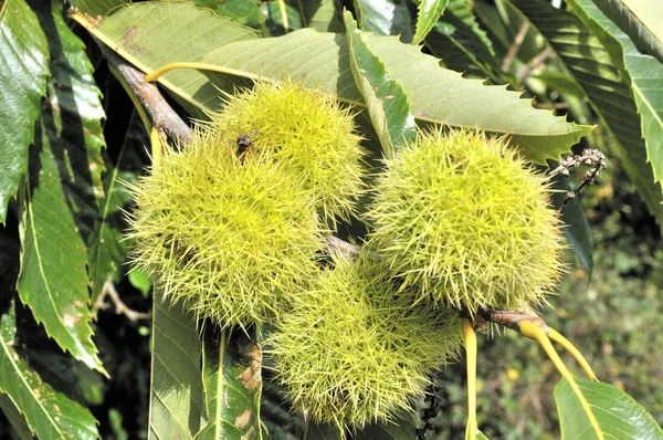 Sweet chestnut on the tree