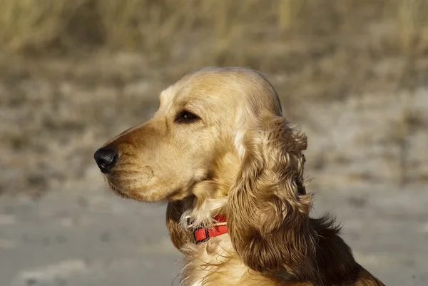İspanyol kapalı izlerken yavru