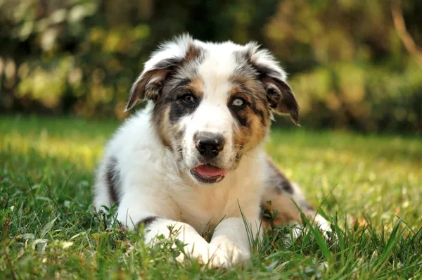 Avustralyalı çoban