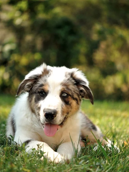 澳大利亚牧羊犬 — 图库照片