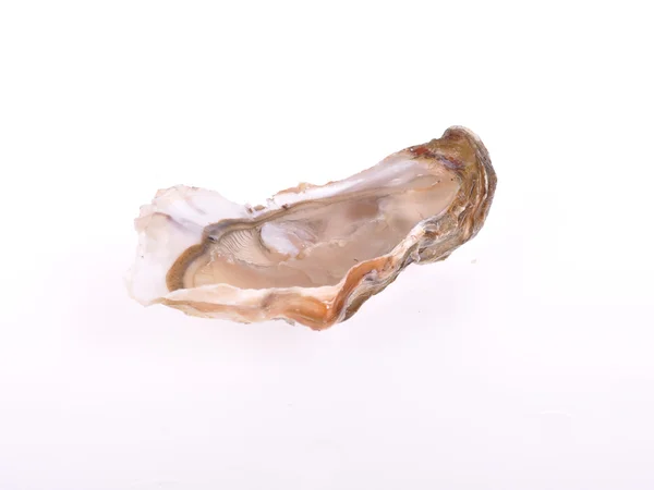 Oesters op witte achtergrond — Stockfoto
