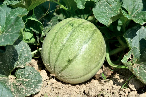 Melone auf den Feldern Stockbild