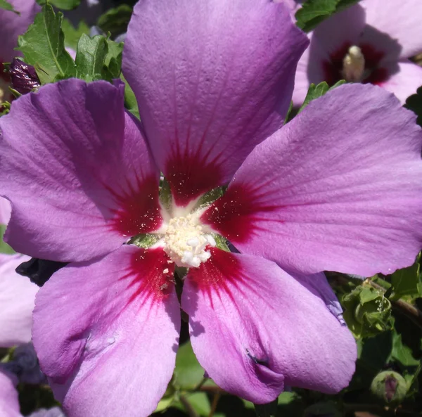 pembe hibiscus çiçek çiçek