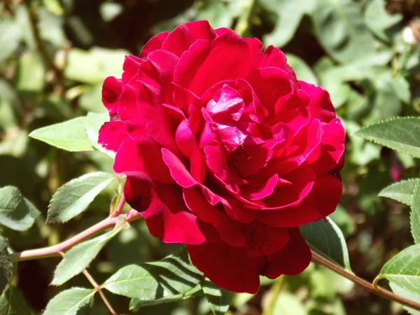 Rote Rosen klettern — Stockfoto