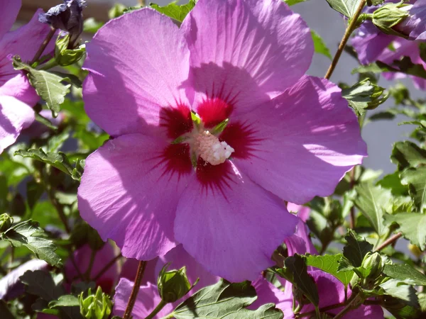 Ρόδινο hibiscus άνθη λουλουδιών — Φωτογραφία Αρχείου