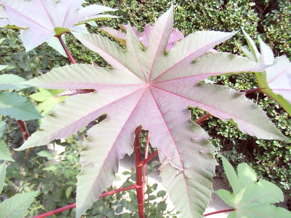 Wild big leaf — Stock Photo, Image