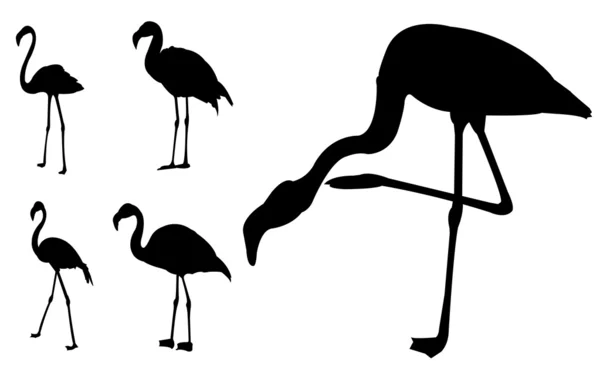 Flamingo silhouetten — Stockvector