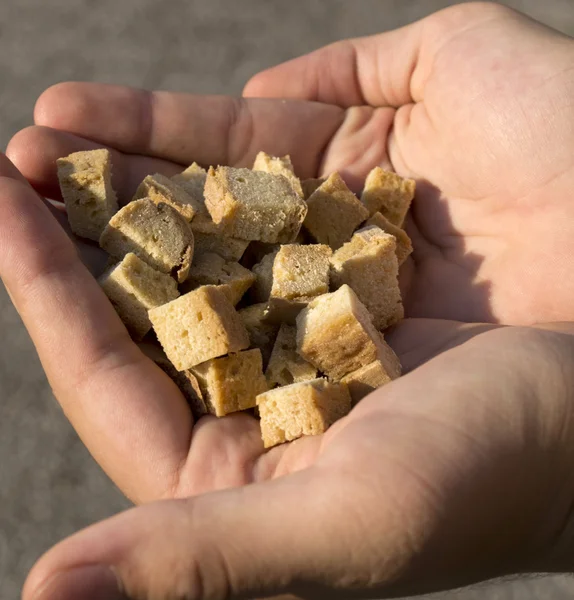 Cubes of bread in his hand — Stock Photo, Image