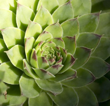 Sempervivum. Bahçe çiçek arka plan