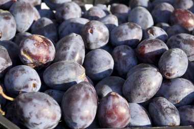 Olgun Erik arka plan.