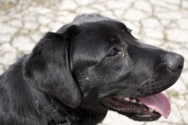 bir köpek profil portresi