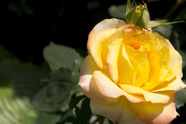 Sarı Gül kadar yakın