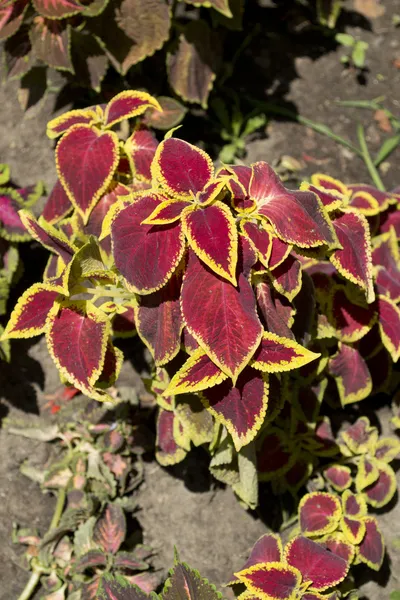 Solenostemon scutellarioides — Stock Photo, Image