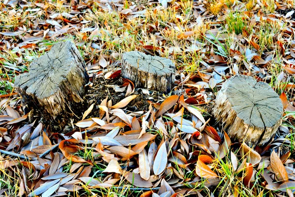 Sonbahar yaprakları — Stok fotoğraf