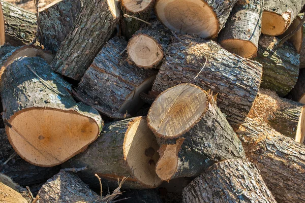 Brennholz aus Eiche — Stockfoto