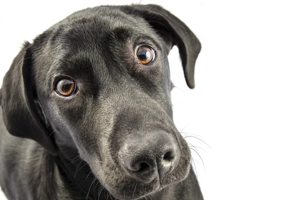 Black Lab — Stock Photo, Image