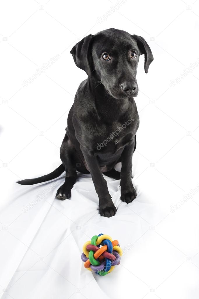 Black Lab