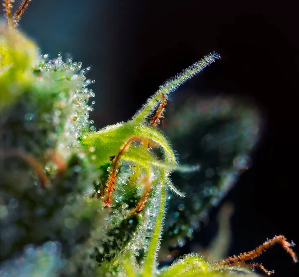 Focus Stacked Extreme Macro Detail Cannabis Plant Royal Gorilla Strain — Stock Photo, Image