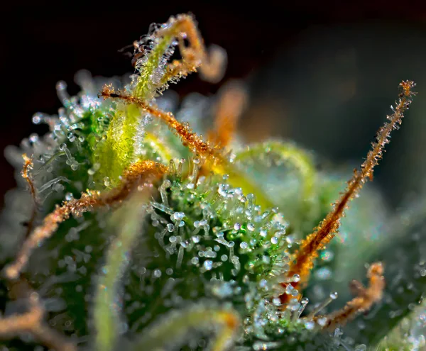 Focus Stacked Extreme Macro Detail Cannabis Plant Ceppo Royal Gorilla — Foto Stock