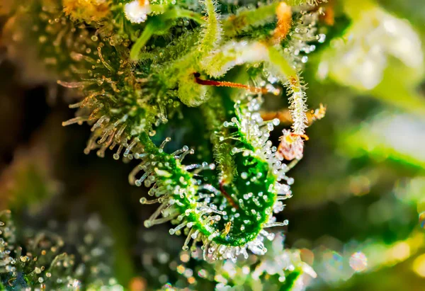 Focus Stacked Extreme Macro Detail Cannabis Plant Royal Gorilla Strain — Stock Photo, Image