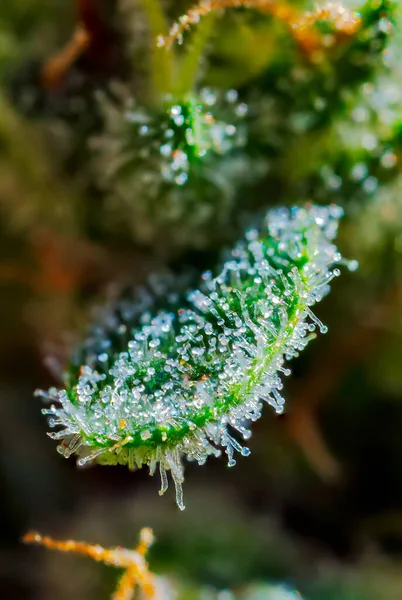 Focus Stacked Extreme Macro Detail Cannabis Plant Royal Gorilla Strain — Stock Photo, Image