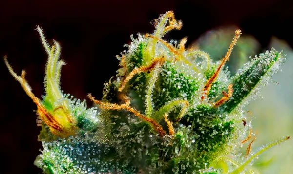 Focus Stacked Extreme Macro Detail Cannabis Plant Ceppo Royal Gorilla — Foto Stock