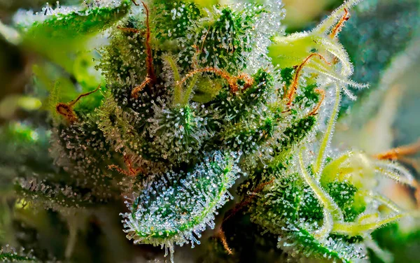 Foco Empilhado Macro Detalhe Extremo Planta Cannabis Estirpe Royal Gorilla — Fotografia de Stock