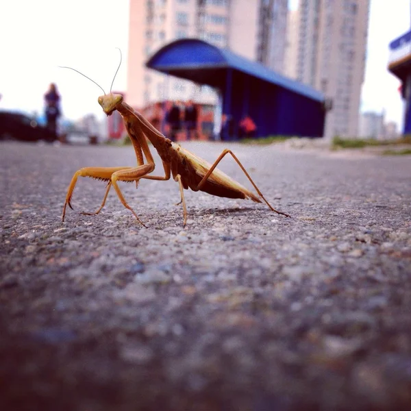 Insecto mantis se sienta —  Fotos de Stock