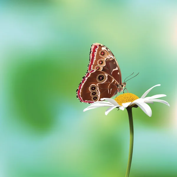 Бабочка на цветке — стоковый вектор