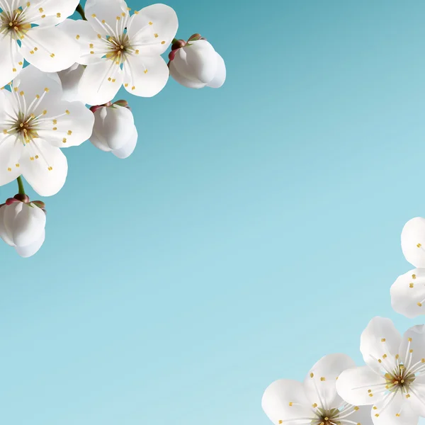 Flores de cerezo — Vector de stock