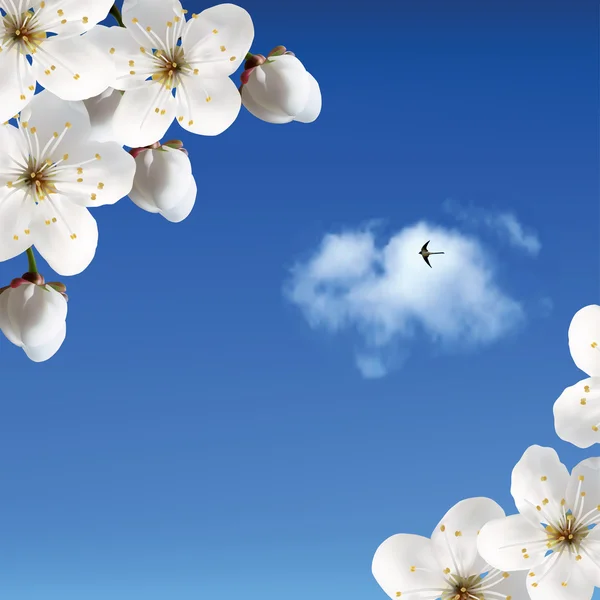 Třešňové květy proti obloze a mraky — Stockový vektor