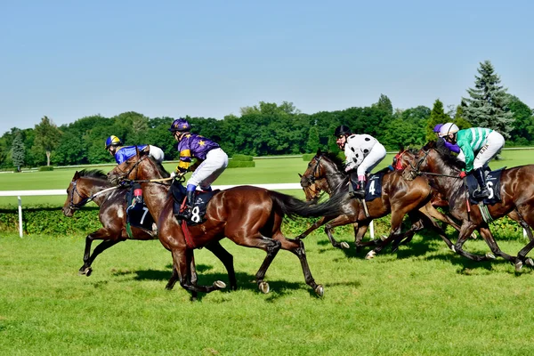 Course hippique pour le prix du Président de la Ville de Wroclaw le 8 juin 2014 . — Photo