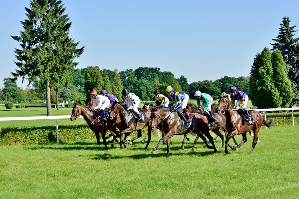 Horse race voor de prijs van de president van de stad wroclaw op juni 8, 2014. Stockafbeelding