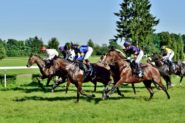 Hästkapplöpning för priset av presidenten av staden wroclaw på juni 8, 2014. — Stockfoto