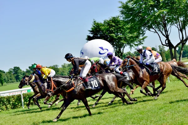 День Президента на треке Partenice, гонки для 3-летних лошадей только группа III во Вроцлаве 8 июня 2014 года — стоковое фото