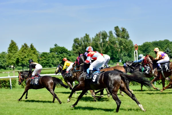 Día del Presidente en la pista Partenice, carrera solo para caballos de 3 años grupo III en Wroclaw el 8 de junio de 2014 — Foto de Stock