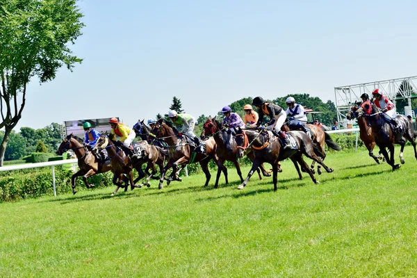 Presidentens dag på spåret partenice, ras för 3-åriga hästar endast grupp iii i wroclaw på juni 8, 2014 — Stockfoto