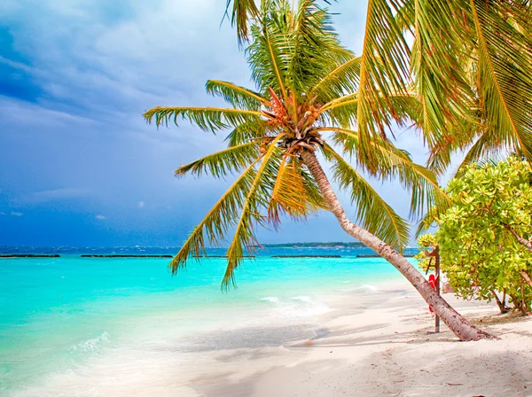 Tropikal bir cennet. beyaz kum palm beach ve mavi gökyüzü — Stok fotoğraf