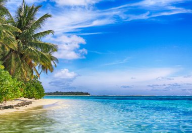 tropikal bir cennet. beyaz kum palm beach ve mavi gökyüzü