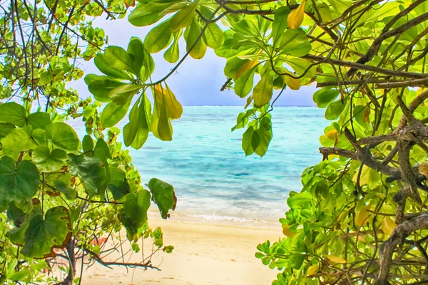 Tropical paradise. White sand beach and ocean through green leaves — Stock Photo, Image