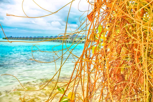 Tropisches Paradies. Wasserbungalow — Stockfoto